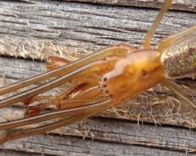 Tetragnatha sp. - Villorba (TV)